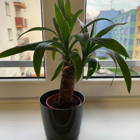- Modern Apartamento Opava